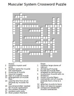 Muscular System Crossword Puzzle Teaching Resources
