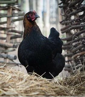 Mystic Marans for Sale Day Old Poultry Myers Poultry