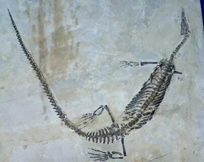 Mesosaurus Fossil Drawing : Where past meets present.your so