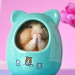 Pin by Ria Catur on Funny Hamsters Cute hamsters, Cute small