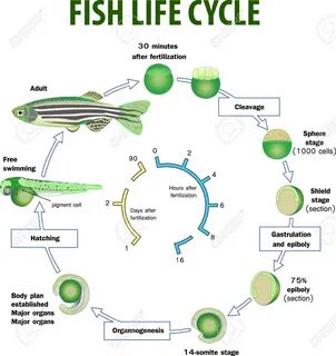 Vector Illustration Of Fish Life Cycle Клипарты, векторы, и 