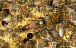 Пчелы Бакфаст: особенности, характеристика, отзывы о породе