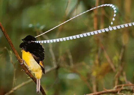 King of Saxony - The Bird-of-Paradise - Charismatic Planet