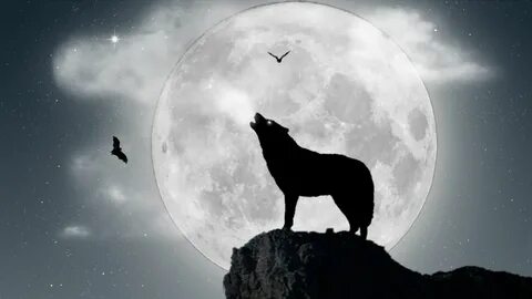 Lobo aullando a la luna llena - 1920x1080 Wolf wallpaper, Sh