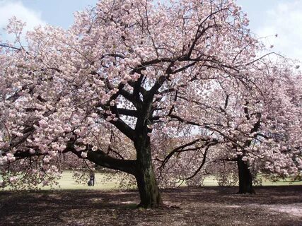 Pictures of japanese cherry tree