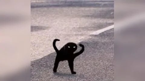 black cat meme - Google Search Black cat memes, Cat memes, C
