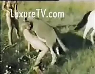 Burro follando - Video porno extremo - LuxureTV