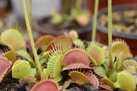 Study revealed a protein channel that enables Venus flytrap 