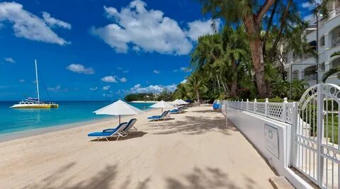 Old Trees 7 - Bella Vista, Paynes Bay, Barbados