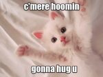 Lolcats - hug - LOL at Funny Cat Memes - Funny cat pictures 