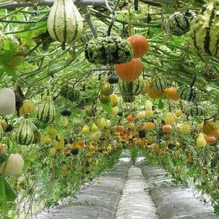 Gourd Tunnel Plantas Comestibles, Jardín De Productos Comestibles, Cultivo ...