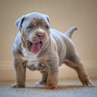 Tri Pitbull Puppies / Tri Color Pitbull Puppies for Sale Pit