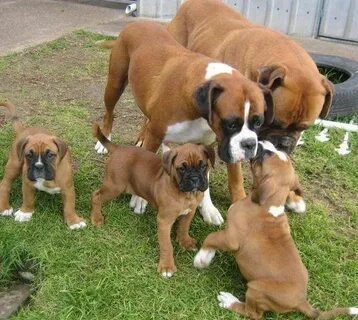 "Boxer" Puppies For Sale Akeley, MN #160621 Petzlover