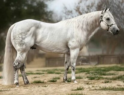 Kaleah stallion