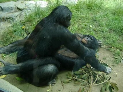 A monkey fucking a football.