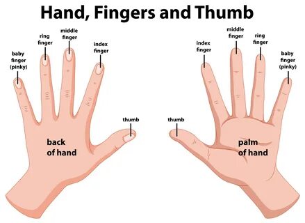 Download Diagram showing human hands for free 