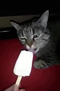 Can Cats get a brain freeze? - GIF on Imgur