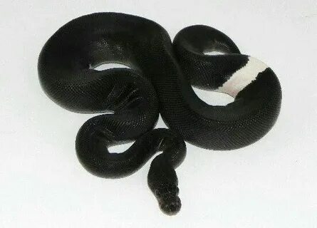 Black Child Reticulated Python Ball python, Pet snake, Cute 