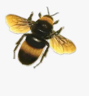 Bees Transparent Top - Bee Flying Transparent Background, HD