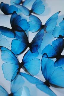 Blue Butterfly - NewelHome.com