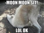 Oh Moon Moon...... Funny dog memes, Animal jokes, Funny dogs