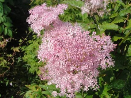 Download desktop wallpaper meadowsweet