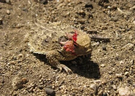 Picture of Horned toad . Image Gallery on Animal Picture Soc