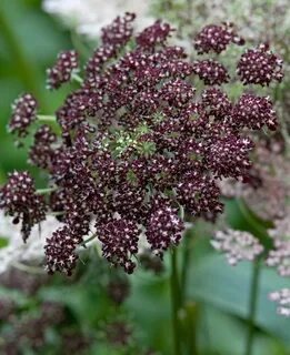 Maroon Lace Flower Chocolate Daucus carota - 40 Seeds