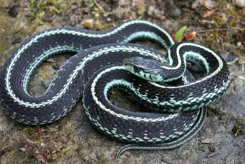 Field Herp Forum * View topic - Puget Sound Garter Snakes Ga