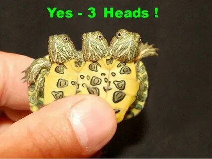 Three Headed Turtles for sale from The Turtle Source Turtles