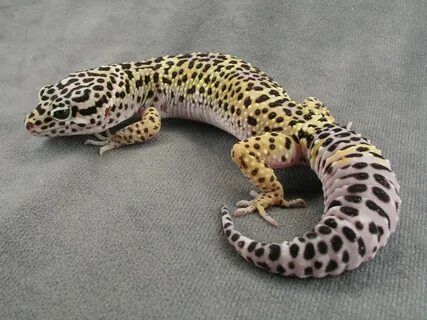 Leopard Geckos Lifespan, Feeding And Lifecycle All About Gec