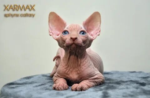 Sphynx kittens for sale - hairless kittens for sale - hairle