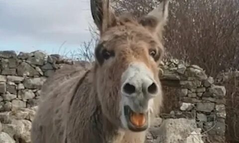 Harriet the donkey startles passers-by with astonishing high