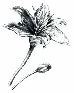 simple flower pencil drawing - Clip Art Library