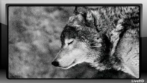 Wolf Pack 2 Wallpaper для Андроид - скачать APK