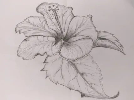 Hibiscus Flower Art by MLSPcArt on Dribbble