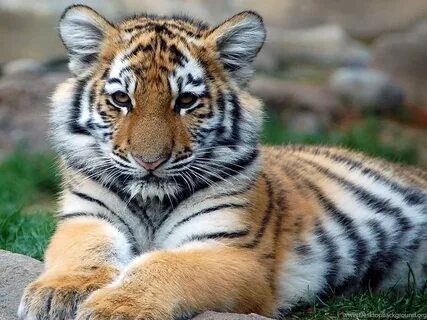 Cute Tiger Pictures Wallpapers HD Wide Desktop Background