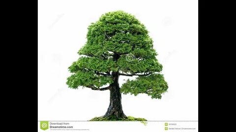Japanese cypress tree pictures