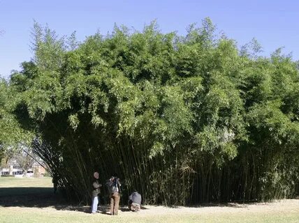 Phyllostachys bissetii Bissett's Bamboo Bamboo Garden