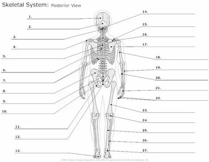 Skeletal system, full posterior view Skeletal system workshe