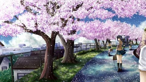 cherry blossom background hd Anime cherry blossom, Cherry bl