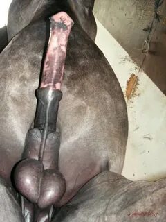 Horse dick. Whether it be real or not, lets see some good ho