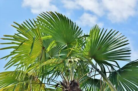 Absolutely beautiful Palm Leaves green free image download