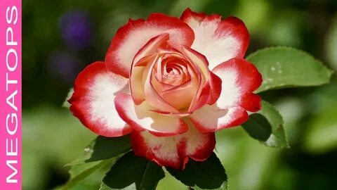 10 Rosas Más Hermosas del Mundo - YouTube