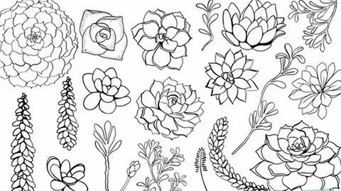 Tattoo inspiration - Succulent line drawings Succulents draw