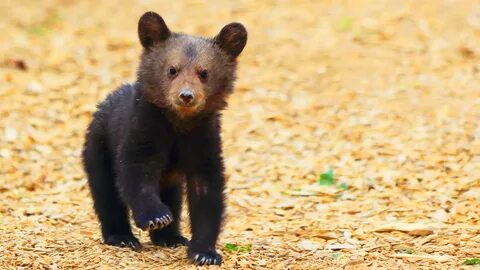 14 Pictures of the Cutest Bear Cubs You'll Ever See PETA