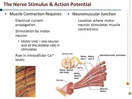 Skeletal Muscle Activity: Contraction - ppt video online dow