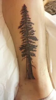 I love tree tattoos! Tank tattoo, Redwood tattoo, Tree tatto