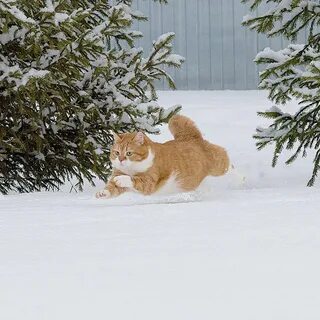 This Happy Chonk From Russia Loves Snow, And His Photos Are 