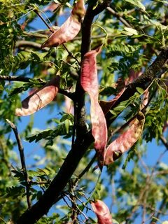 Honey Locust on pods with seeds free image download